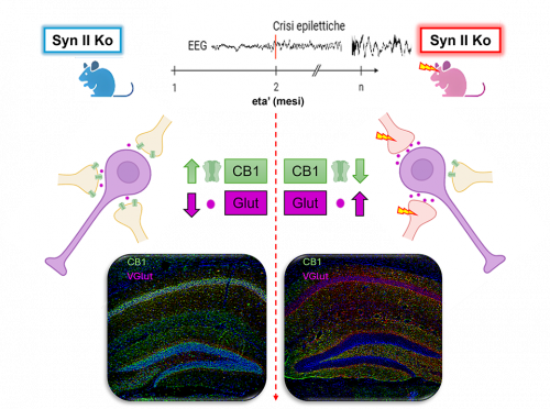 Regolazione endocannabinoide-mediata dell'omeostasi eccitatoria/inibitoria in ippocampo. CB1: recettore dei cannabinoidi; SynIIKO: Sinapsina 2 knockout; Glut: Glutammato; EEG: elettroencefalogramma